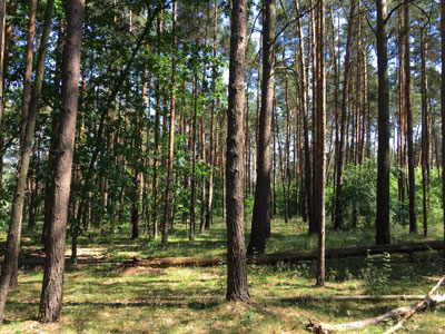 Wald kaufen