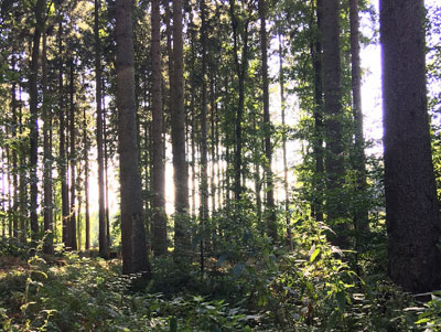 Waldgrundstück kaufen