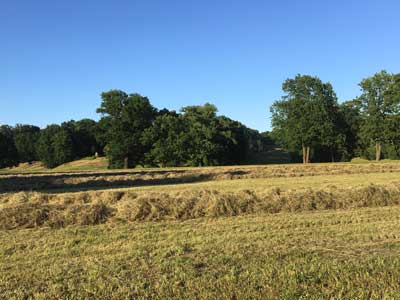 Landwirtschaftliche Immobilien kaufen