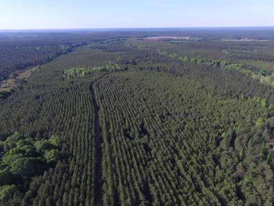 Wald kaufen in USA