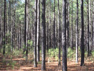 Waldgrundstück kaufen in USA