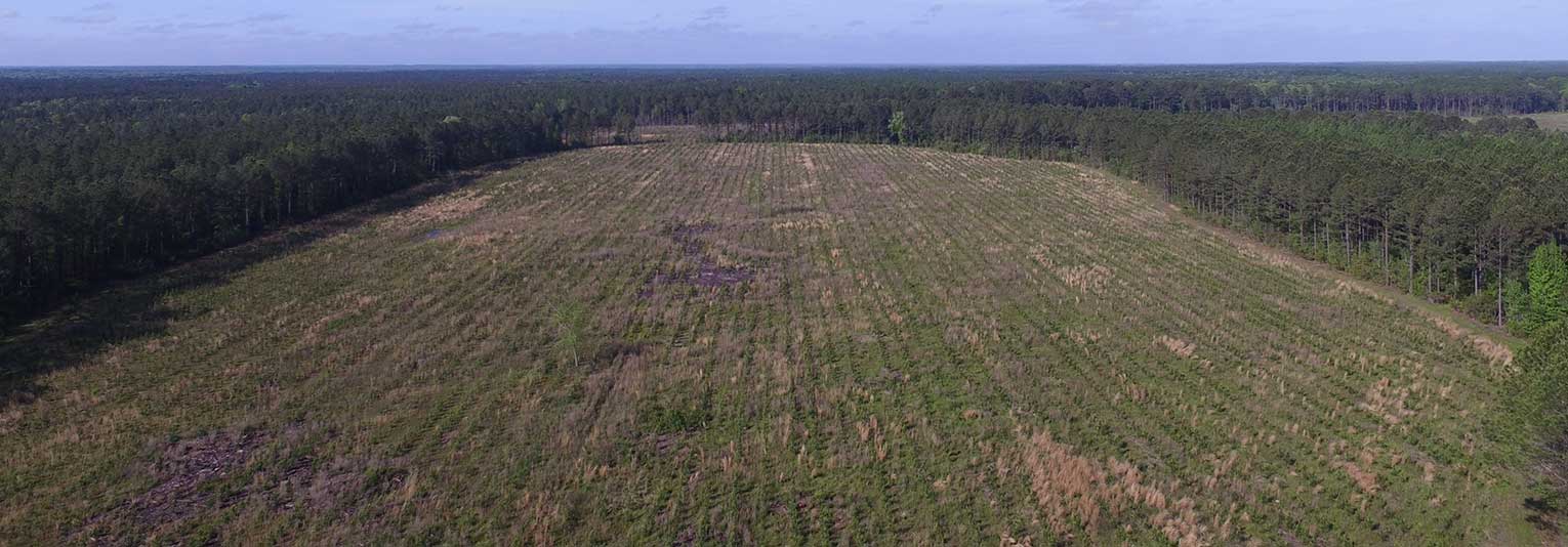 Ackerland kaufen Rumänien und Wald kaufen in USA